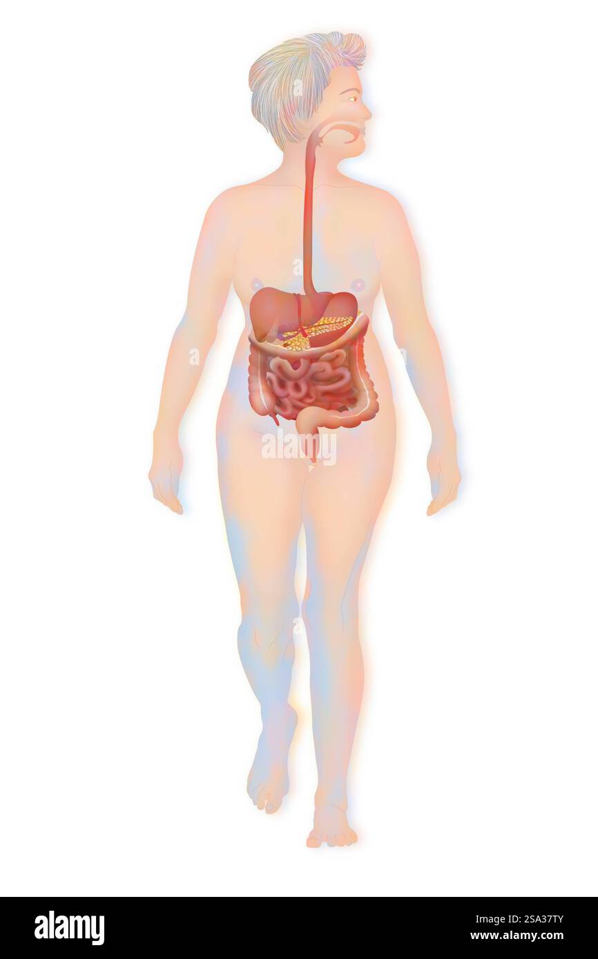 Système digestif, illustration système digestif, illustration 016889 147 Banque D'Images