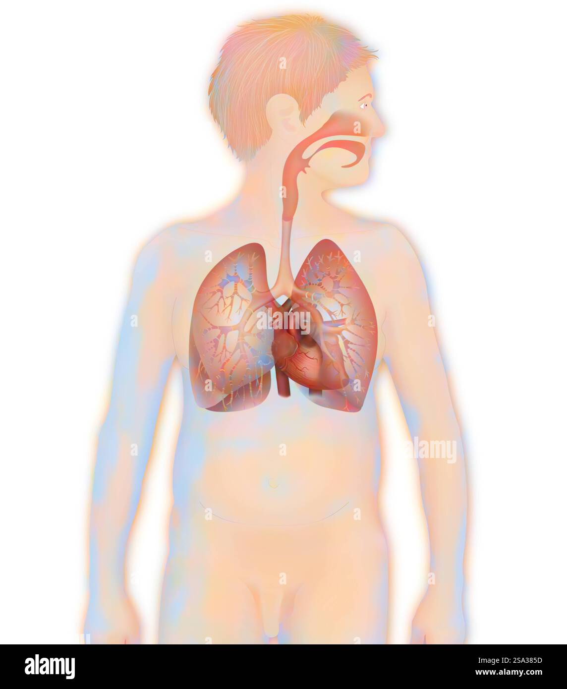 Thorax, anatomie thorax, anatomie 016889 162 Banque D'Images