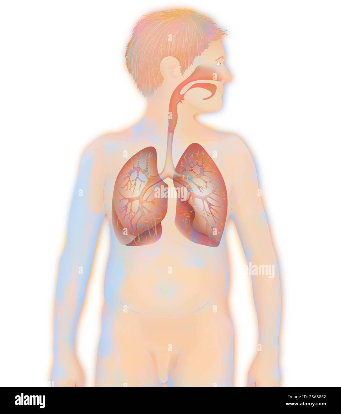 Voies respiratoires, dessin voies respiratoires, dessin 016889 163 Banque D'Images