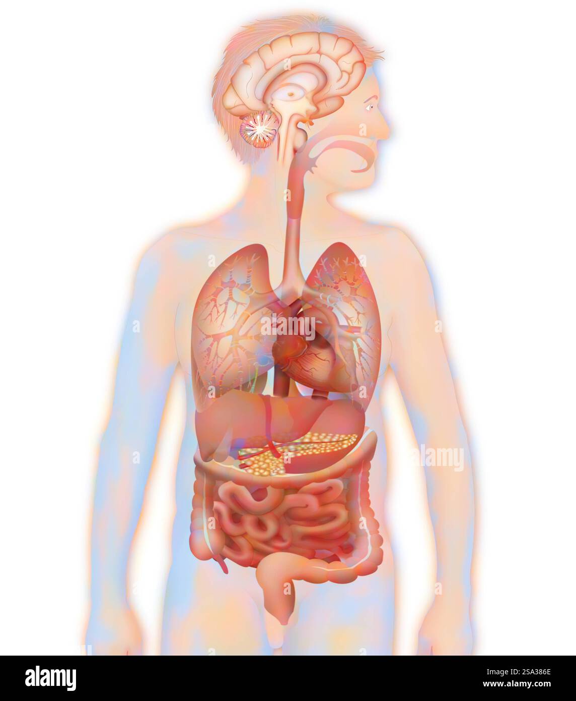 Anatomie anatomie 016889 159 Banque D'Images