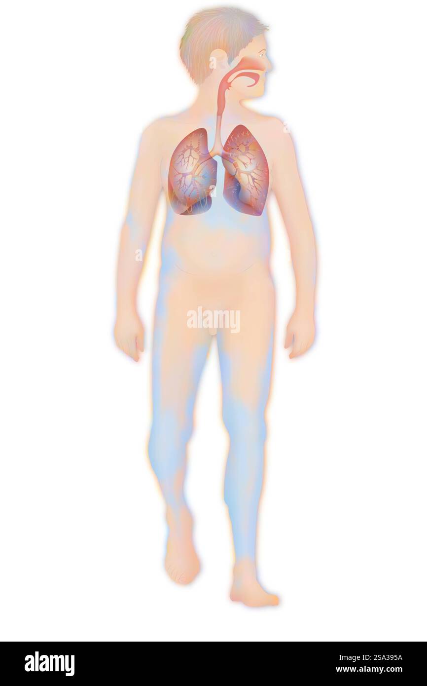 Voies respiratoires, dessin voies respiratoires, dessin 016889 173 Banque D'Images