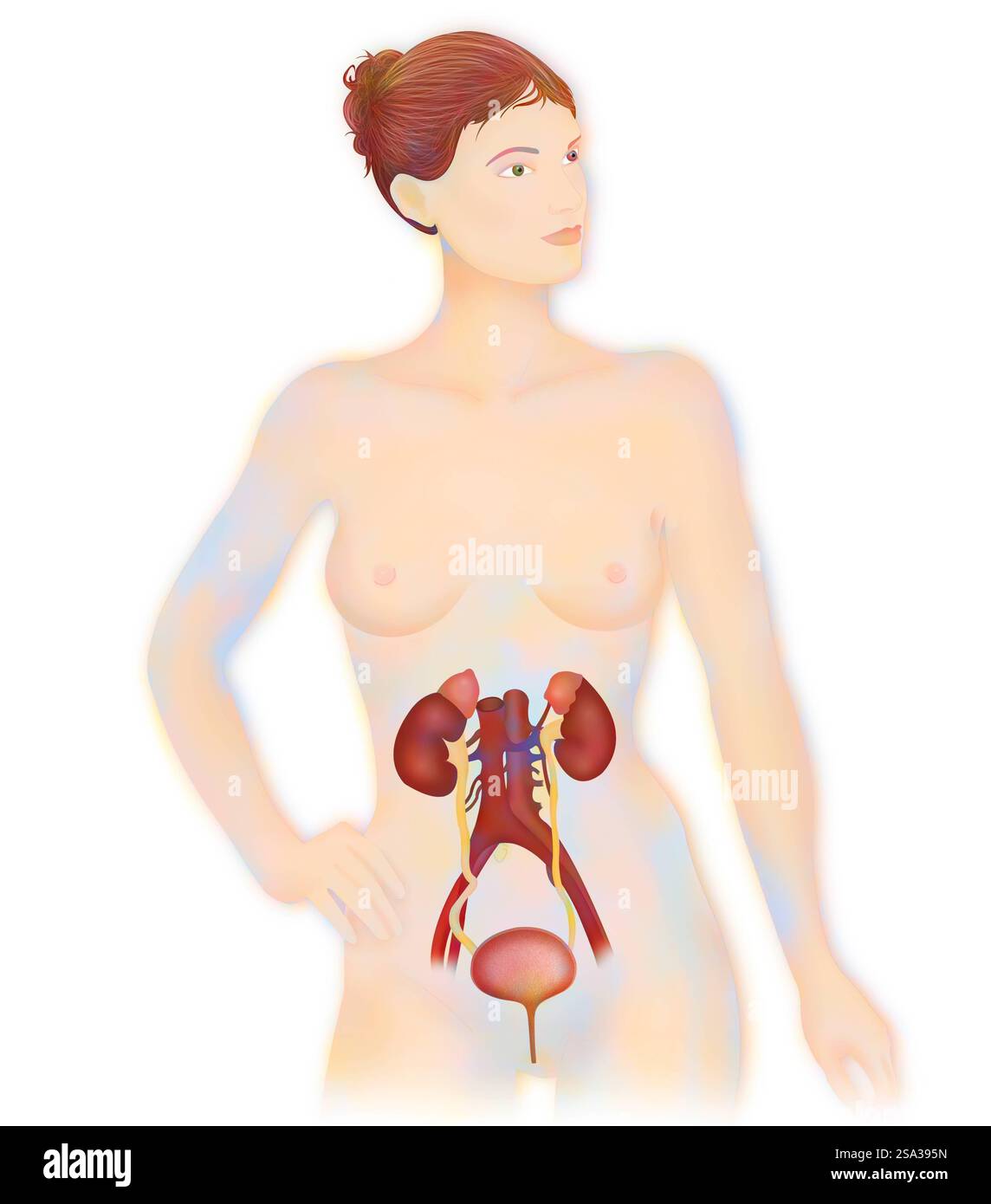 Anatomie, voies urinaires anatomie, voies urinaires 016889 177 Banque D'Images