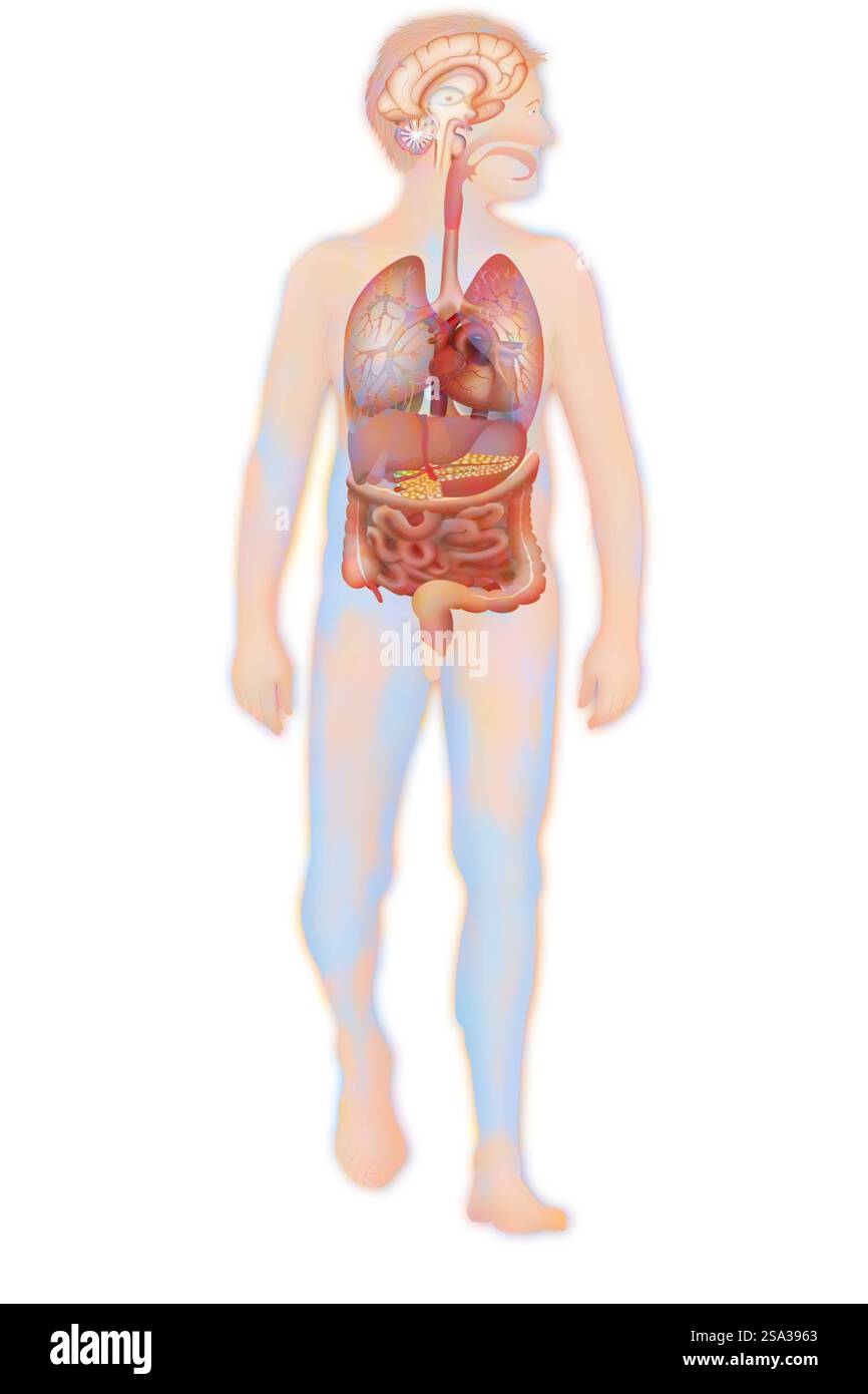 Anatomie anatomie 016889 170 Banque D'Images