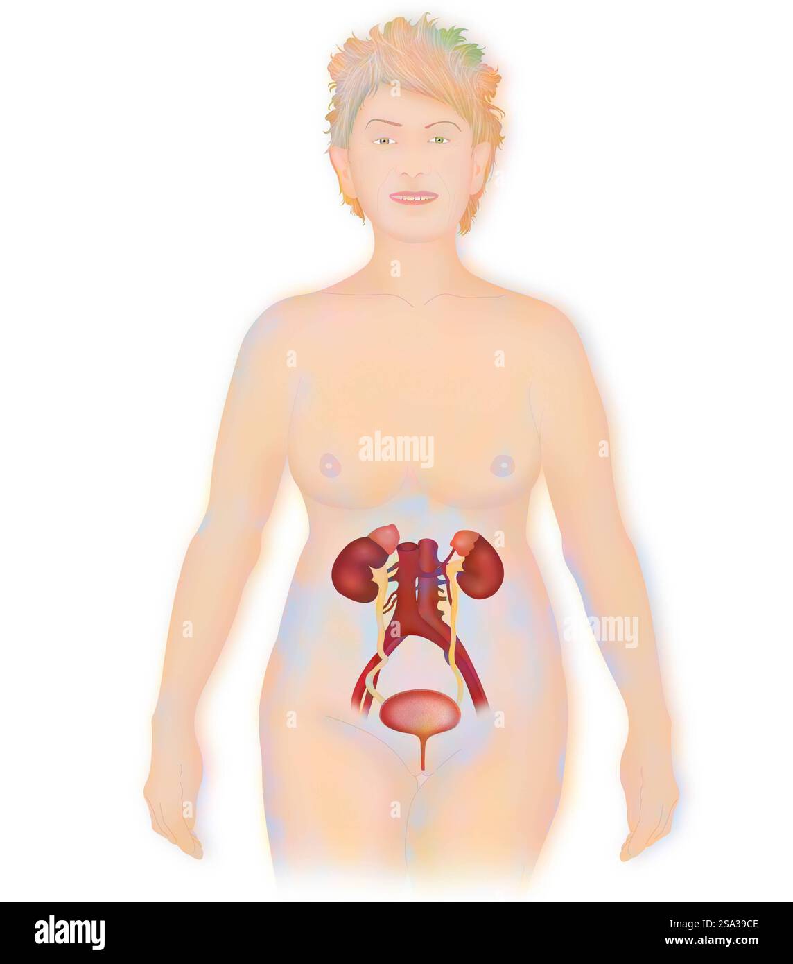 Anatomie, voies urinaires anatomie, voies urinaires 016889 181 Banque D'Images