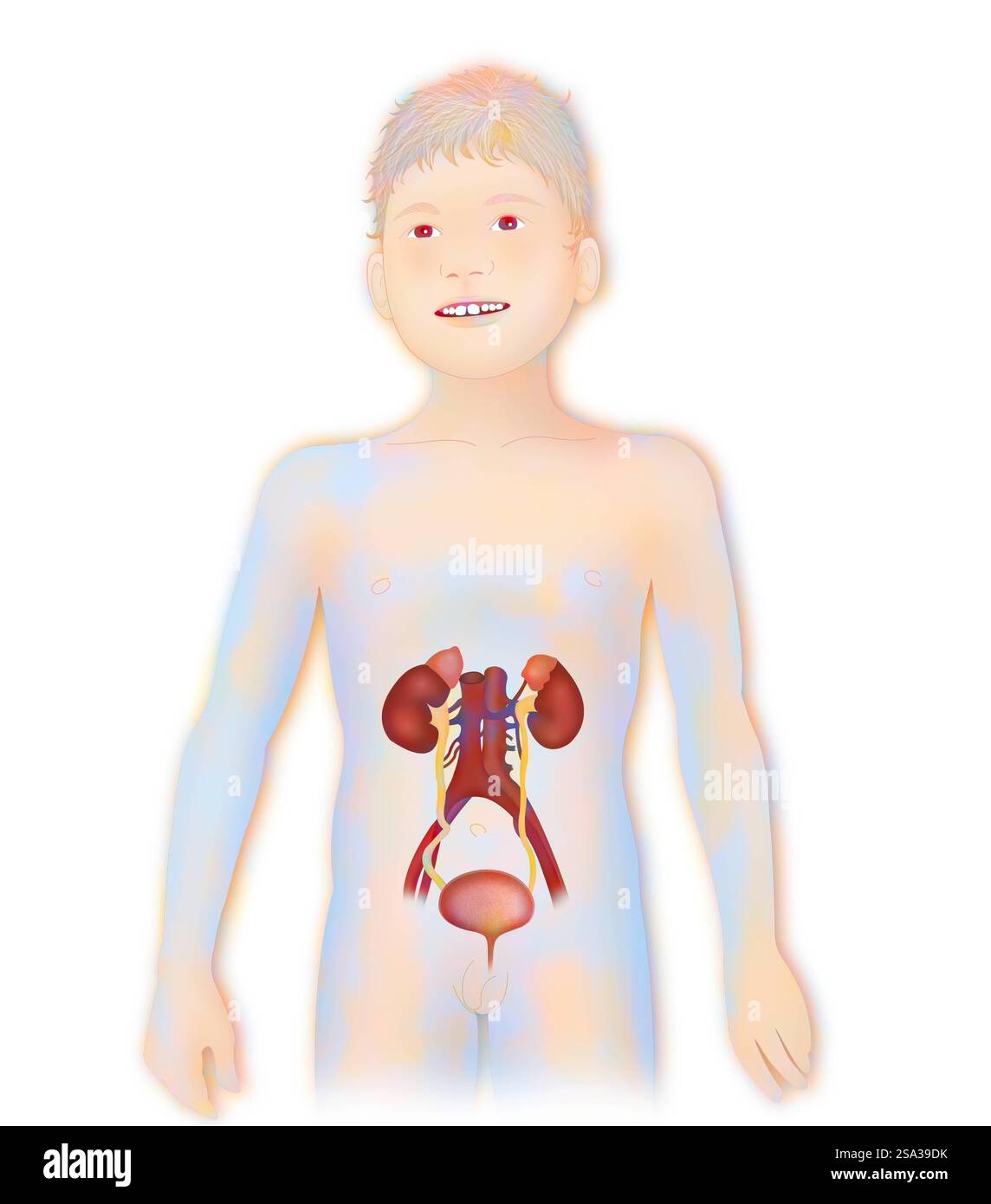 Anatomie, voies urinaires anatomie, voies urinaires 016889 190 Banque D'Images