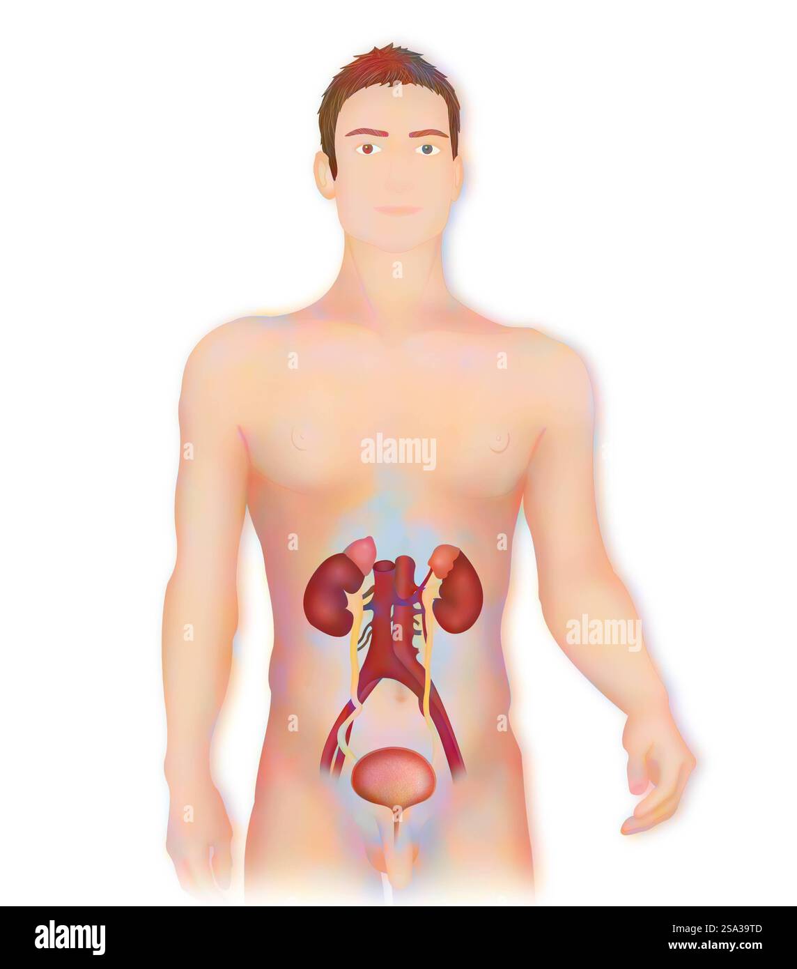 Anatomie, voies urinaires anatomie, voies urinaires 016889 195 Banque D'Images