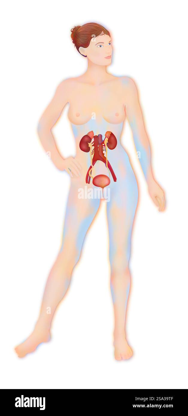 Anatomie, voies urinaires anatomie, voies urinaires 016889 201 Banque D'Images