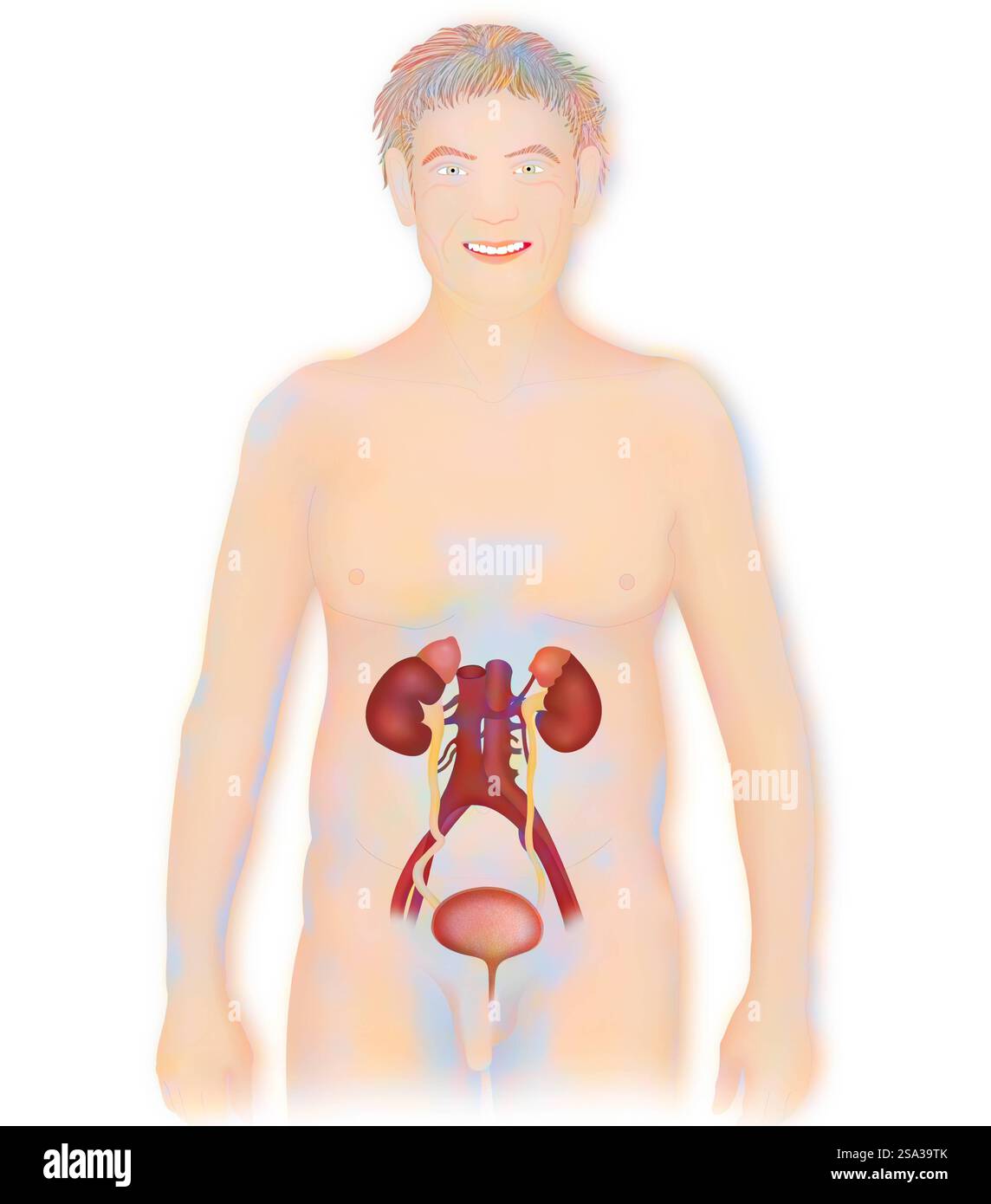 Anatomie, voies urinaires anatomie, voies urinaires 016889 197 Banque D'Images