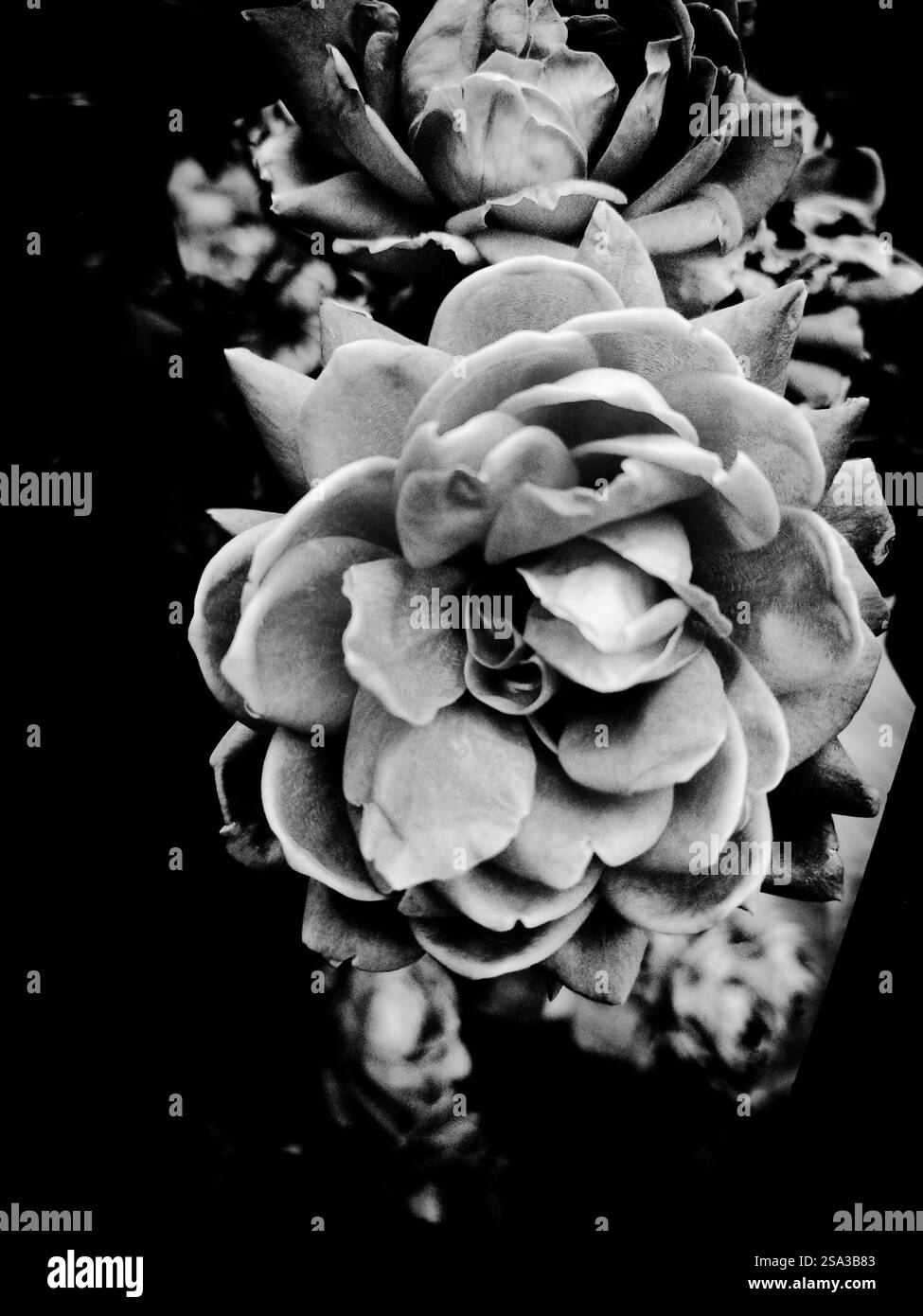 Plan macro d'une petite fleur en noir et blanc Banque D'Images