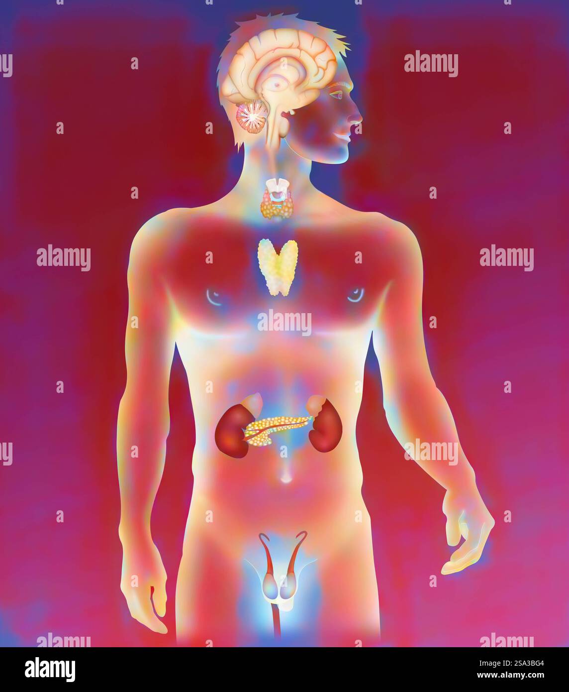 Glande endocrine, illustration glande endocrine, illustration 016889 213 Banque D'Images