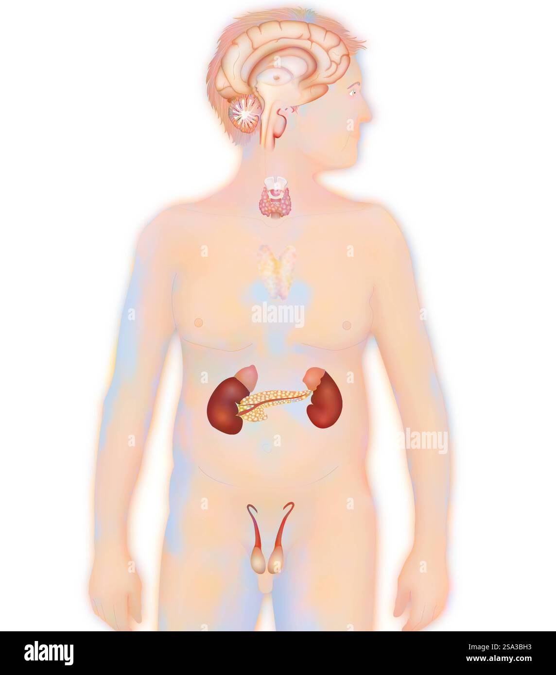 Glande endocrine, illustration glande endocrine, illustration 016889 211 Banque D'Images