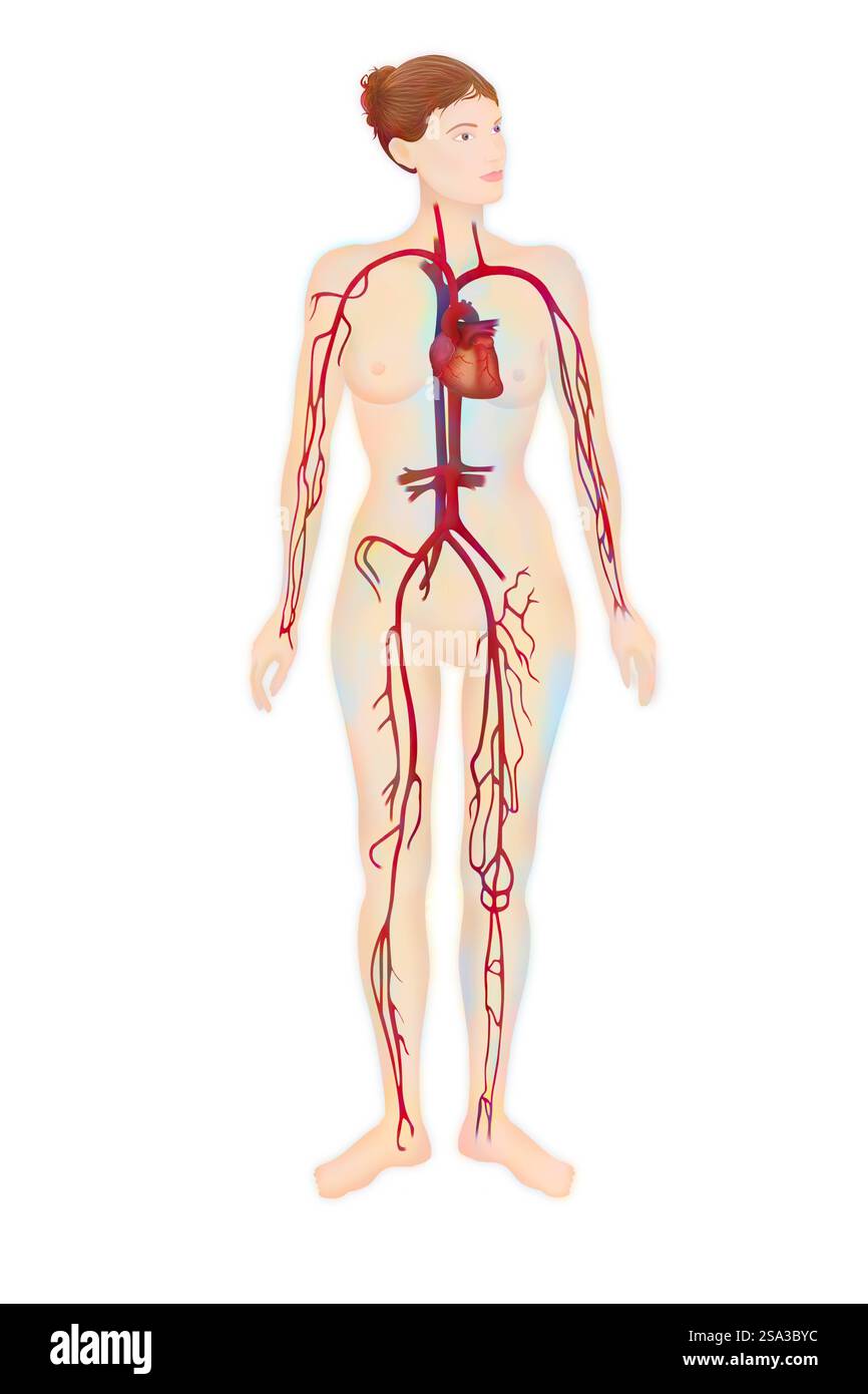 Circulation sanguine, illustration circulation sanguine, illustration 016889 240 Banque D'Images