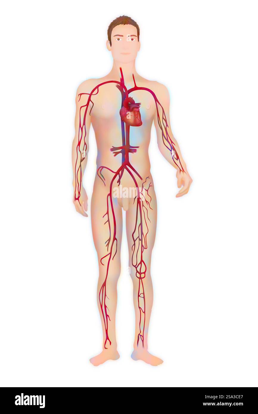 Circulation sanguine, illustration circulation sanguine, illustration 016889 248 Banque D'Images