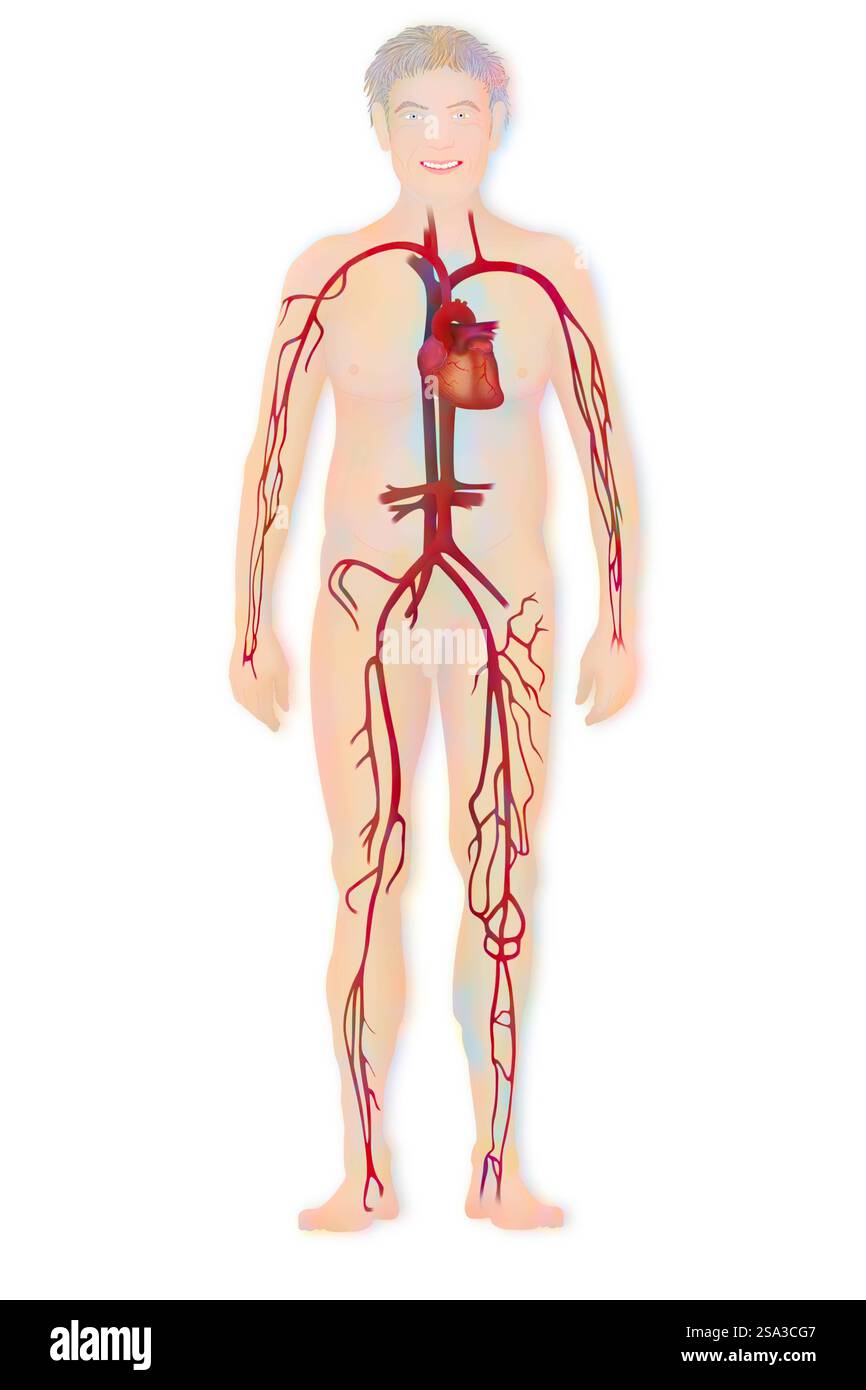 Circulation sanguine, illustration circulation sanguine, illustration 016889 250 Banque D'Images