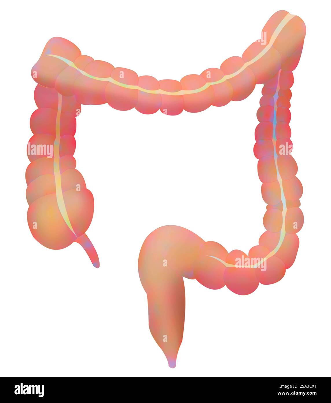 Côlon, dessin côlon, dessin 016889 261 Banque D'Images