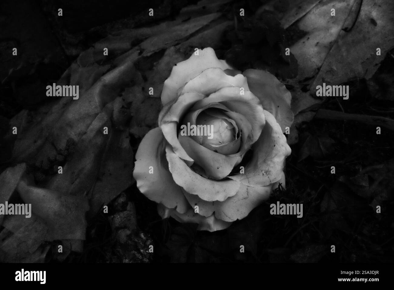 Une fleur blanche unie en plan noir et blanc Banque D'Images