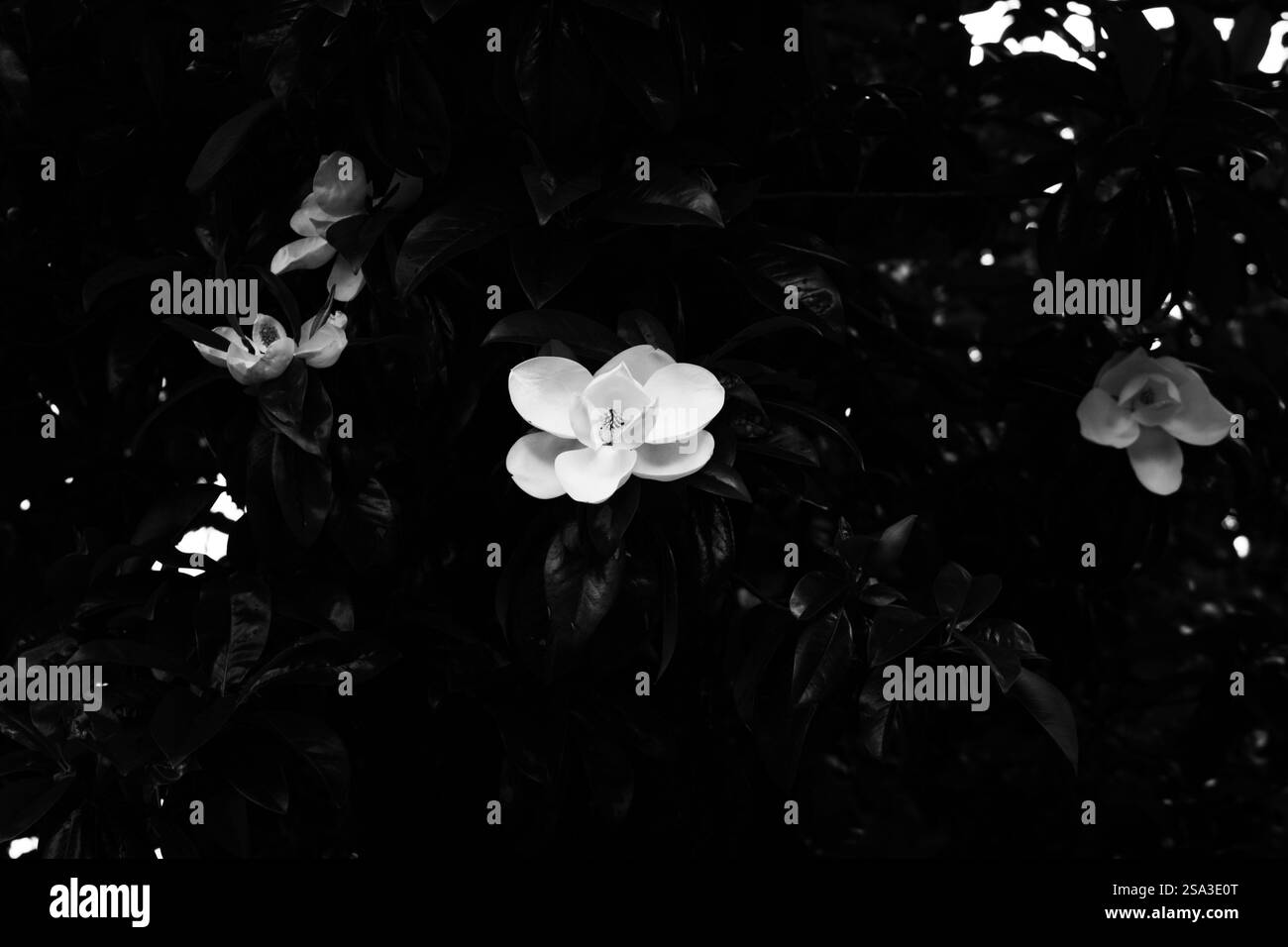 Une belle photo en noir et blanc de magnolias Banque D'Images