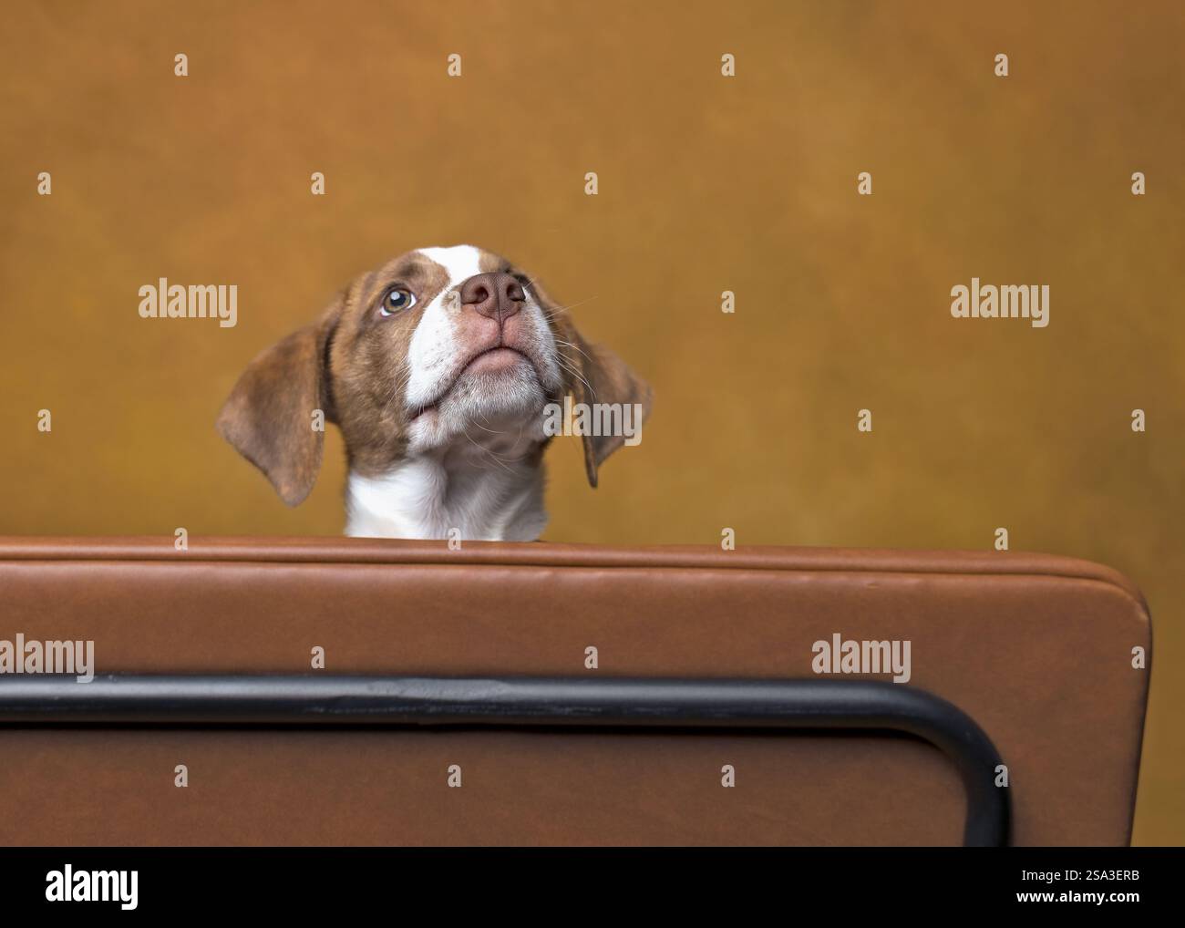 Chiot Brindle regardant par-dessus le dossier de la chaise Banque D'Images