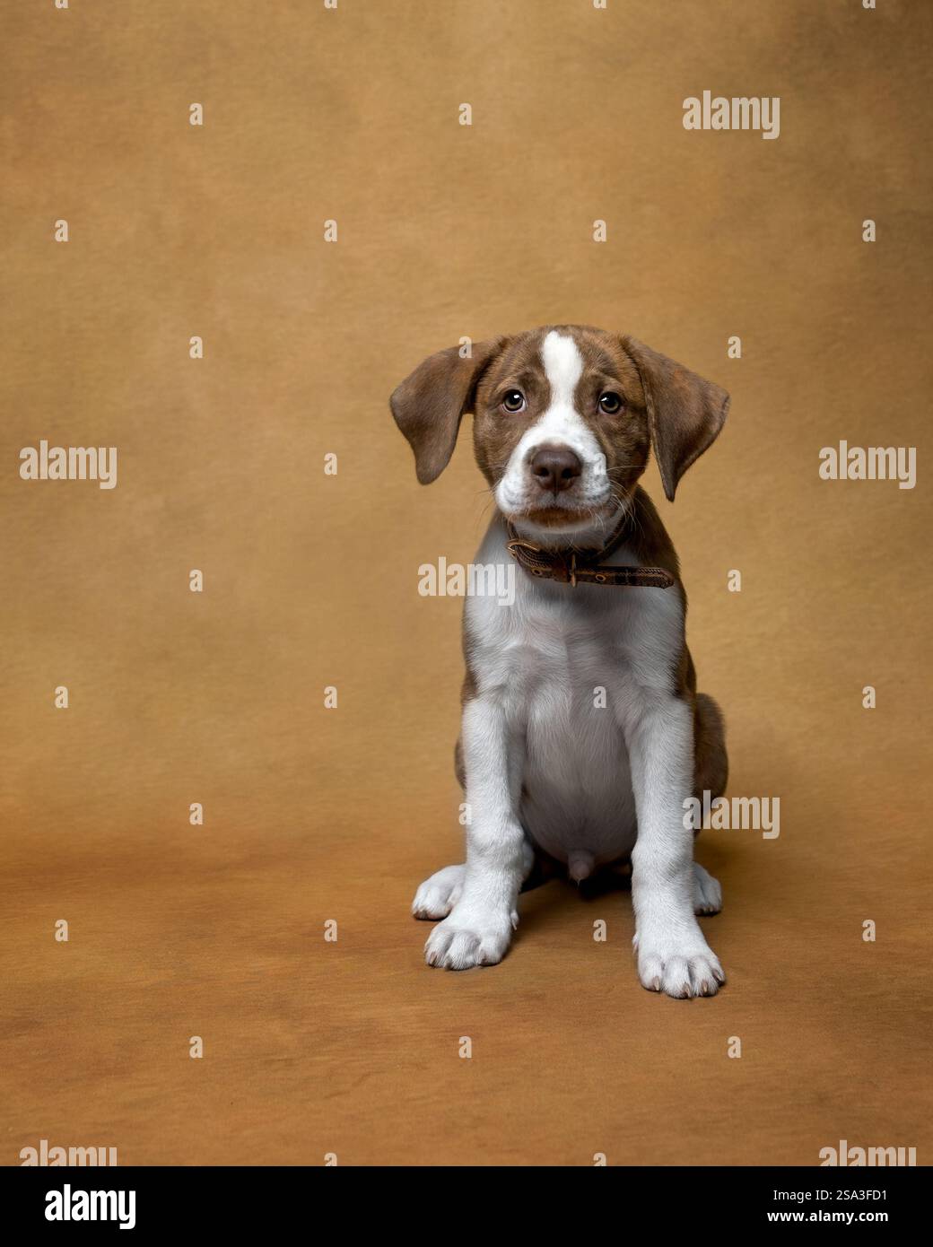 Sweet Little Brindle chiot beaux-arts Banque D'Images