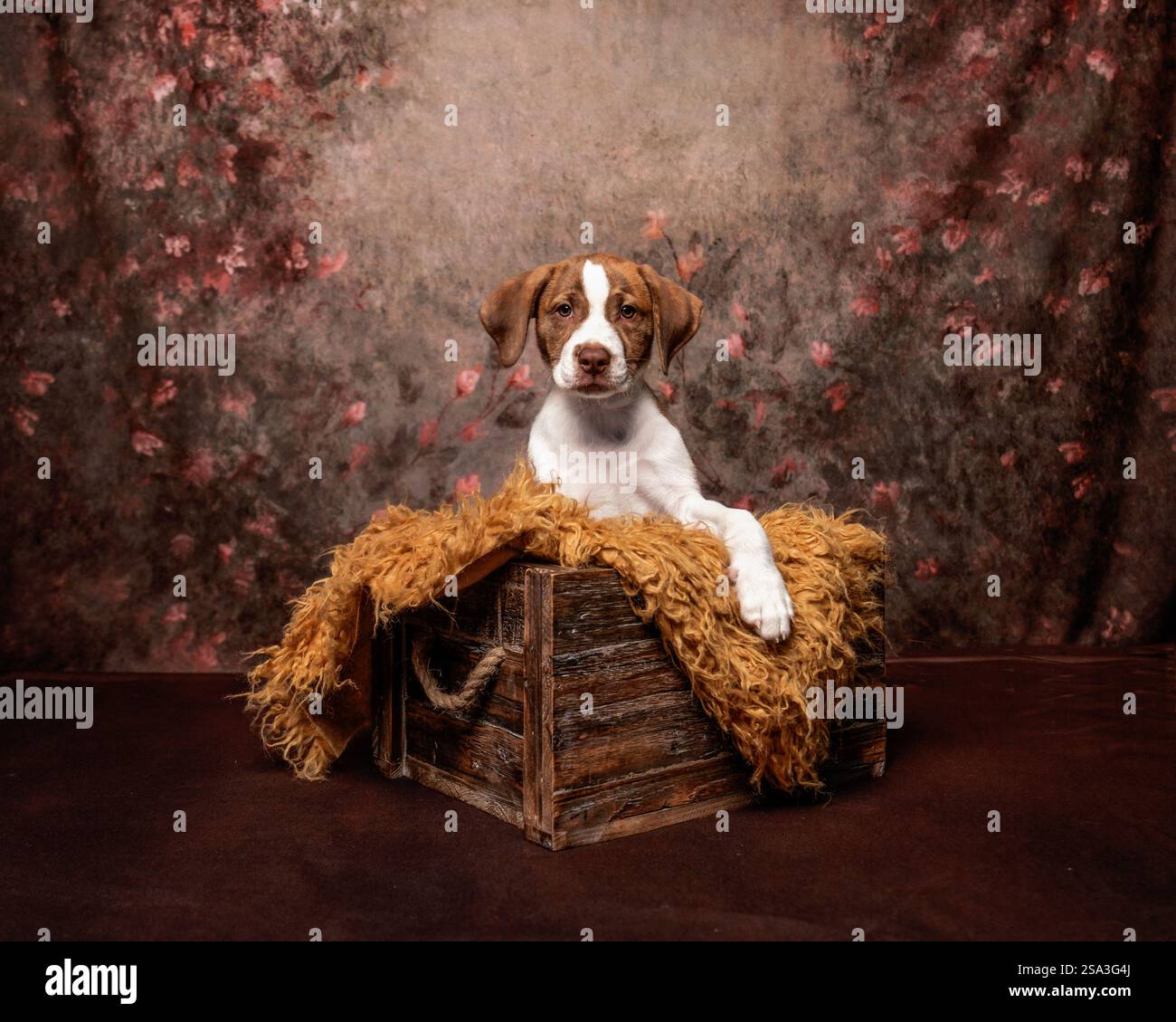 Chiot Brindle dans une caisse en bois avec fond floral Banque D'Images