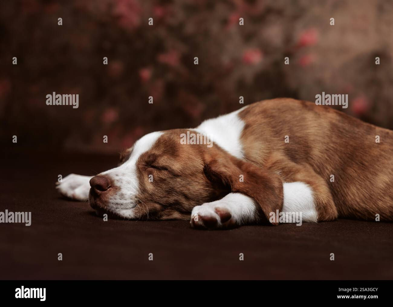 Gros plan Brindle et chiot blanc qui dort Banque D'Images