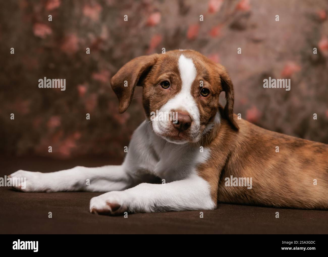 Adorable brindle et chiot blanc avec fond floral Banque D'Images