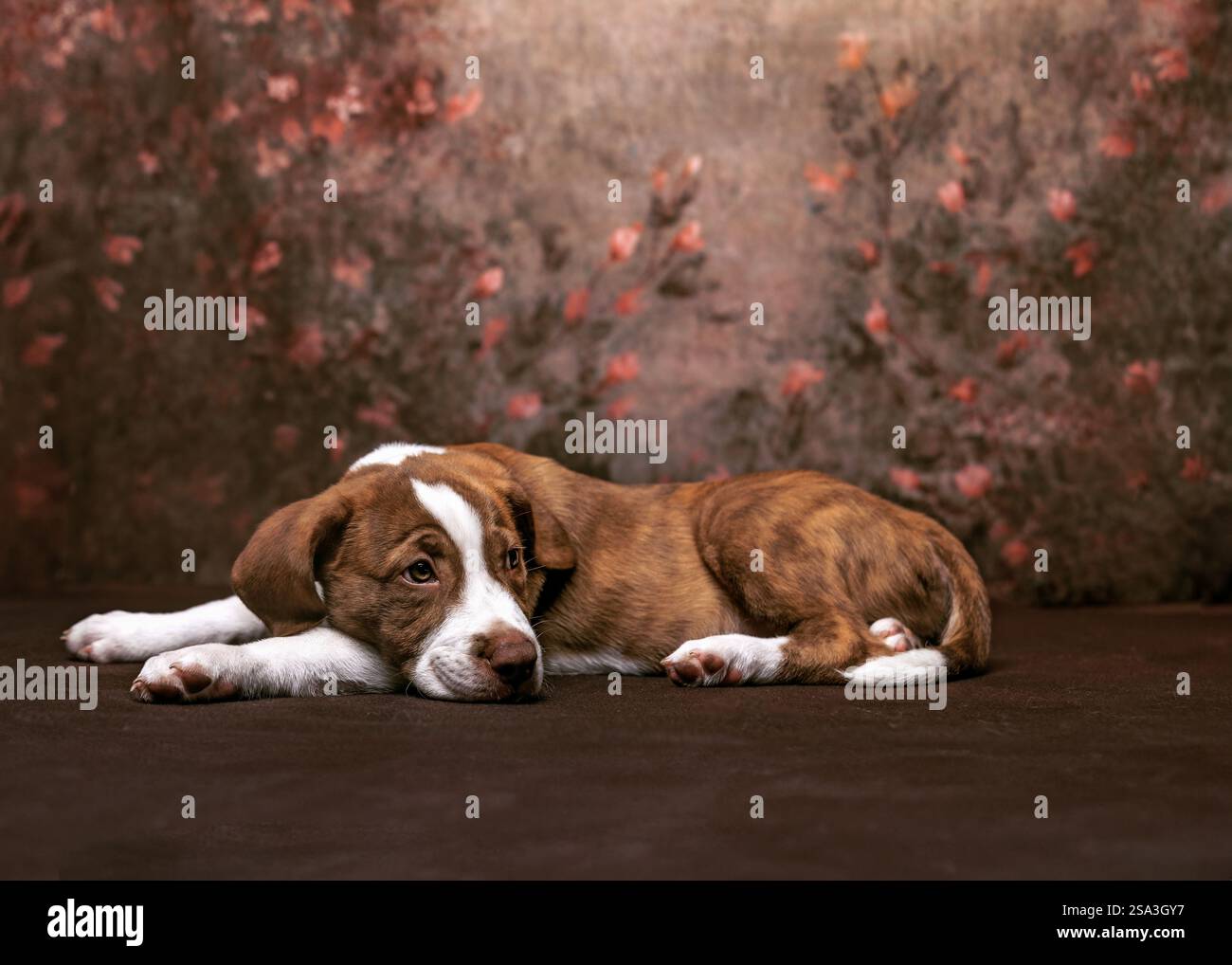 Chiot Brindle posé sur fond floral de sol Banque D'Images