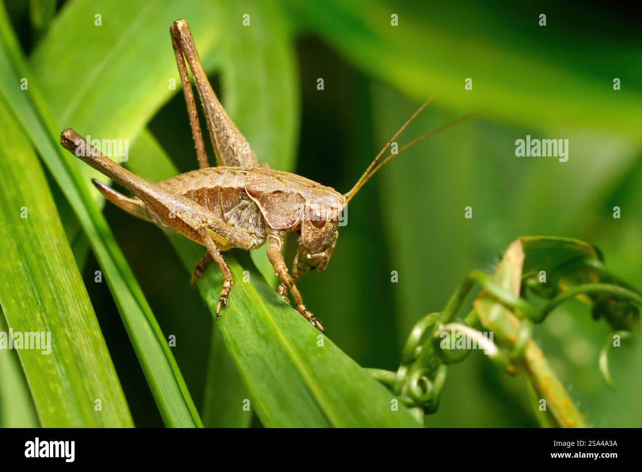 Femelle de griseoaptera (PHolidoptera griseoaptera) en gros plan sur une plante verte Banque D'Images
