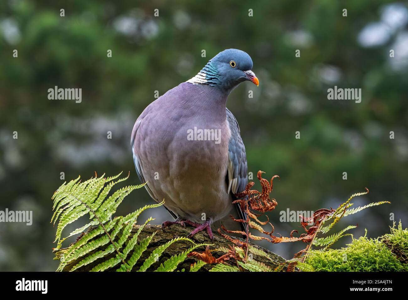 Pigeon commun des bois (Columba palumbus) perché sur souche d'arbre avec fougère dans la forêt Banque D'Images