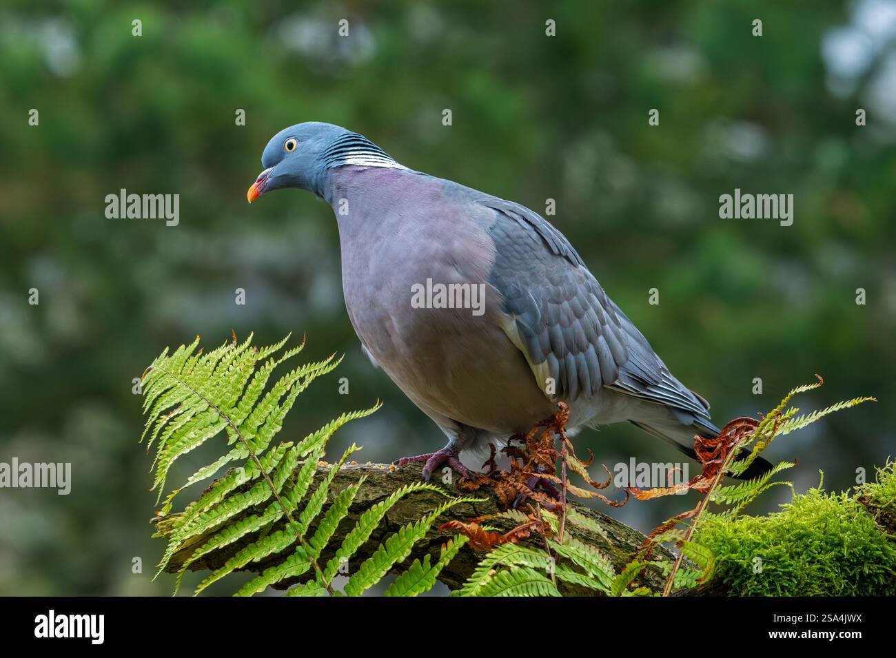 Pigeon commun des bois (Columba palumbus) perché sur souche d'arbre avec fougère dans la forêt Banque D'Images