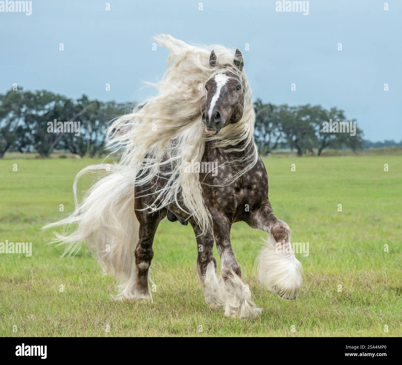 Silver dapple Gypsy Vanner étalon de cheval Banque D'Images