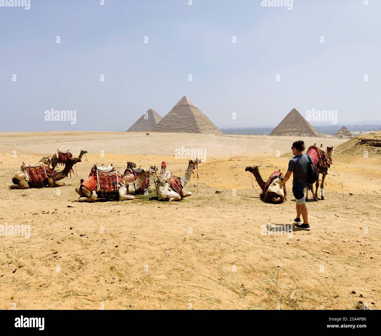 Des chameaux au repos dans le désert doré, avec les majestueuses pyramides de Gizeh debout en arrière-plan, un mélange parfait d'histoire et de nature. - Image de stock capturée avec un smartphone