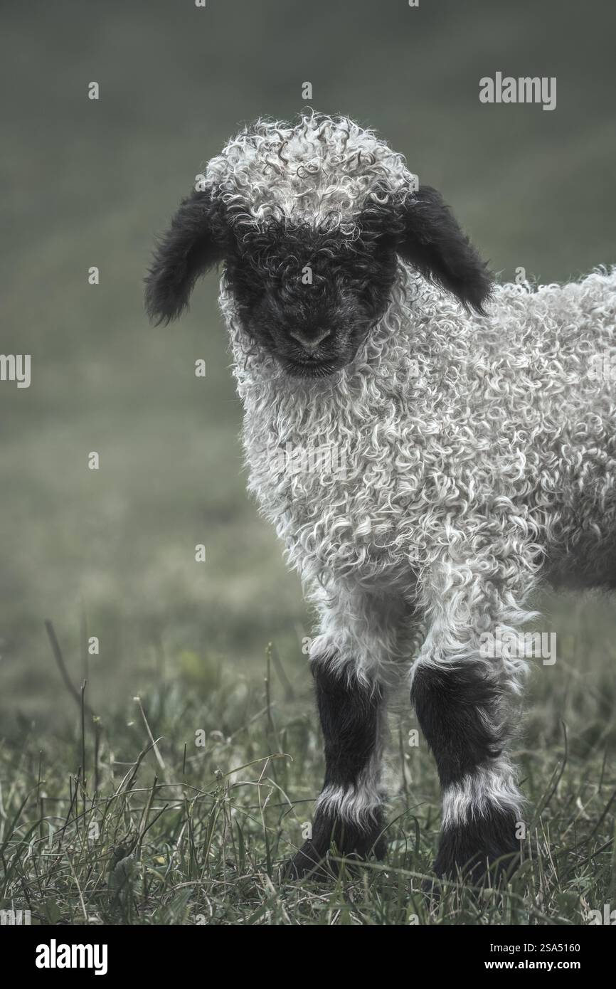 Portrait en gros plan d'un agneau valaisan noir regardant dans l'appareil photo, couleurs réduites, fond vert sauge pastel, vertical Banque D'Images