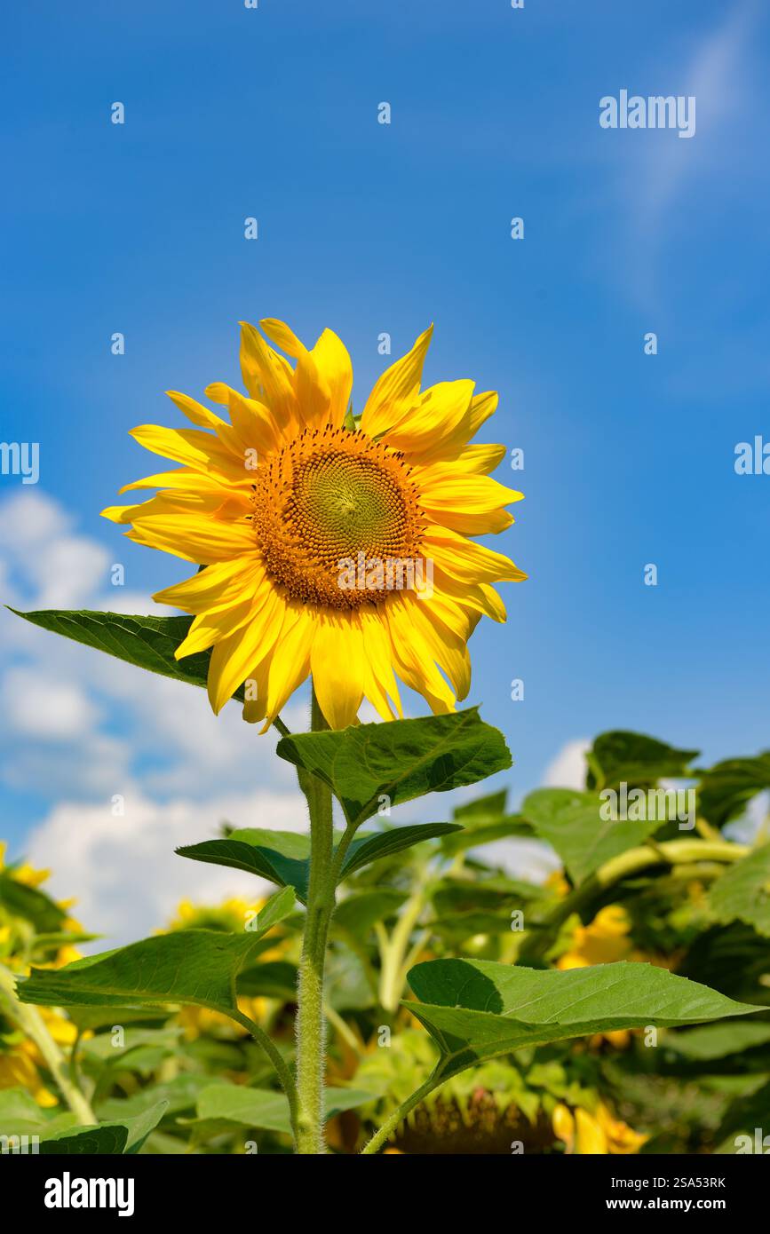Fleur de tournesol contre ciel bleu Banque D'Images