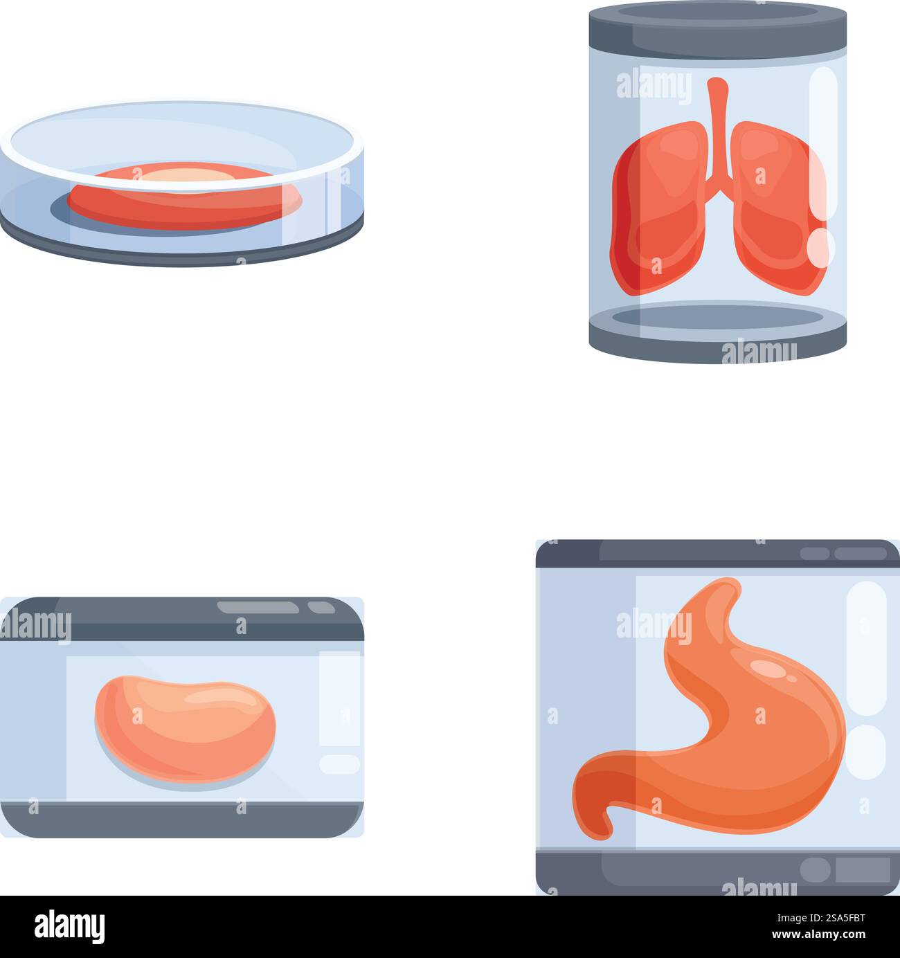 Ensemble vectoriel de récipients d'échantillons médicaux comportant des organes à usage éducatif ou scientifique. Récipients pour échantillons médicaux avec illustration d'organes humains Illustration de Vecteur
