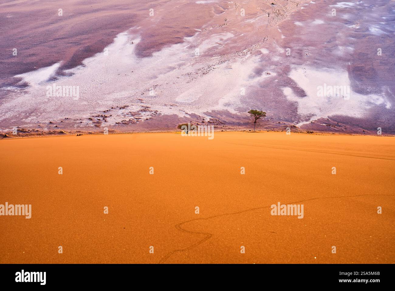 Un couple d'arbres vu de Dune 45. Un sable de couleur orange vif dans la lumière du matin. Sossusvlei, Parc National, Namibie, Afrique. Banque D'Images