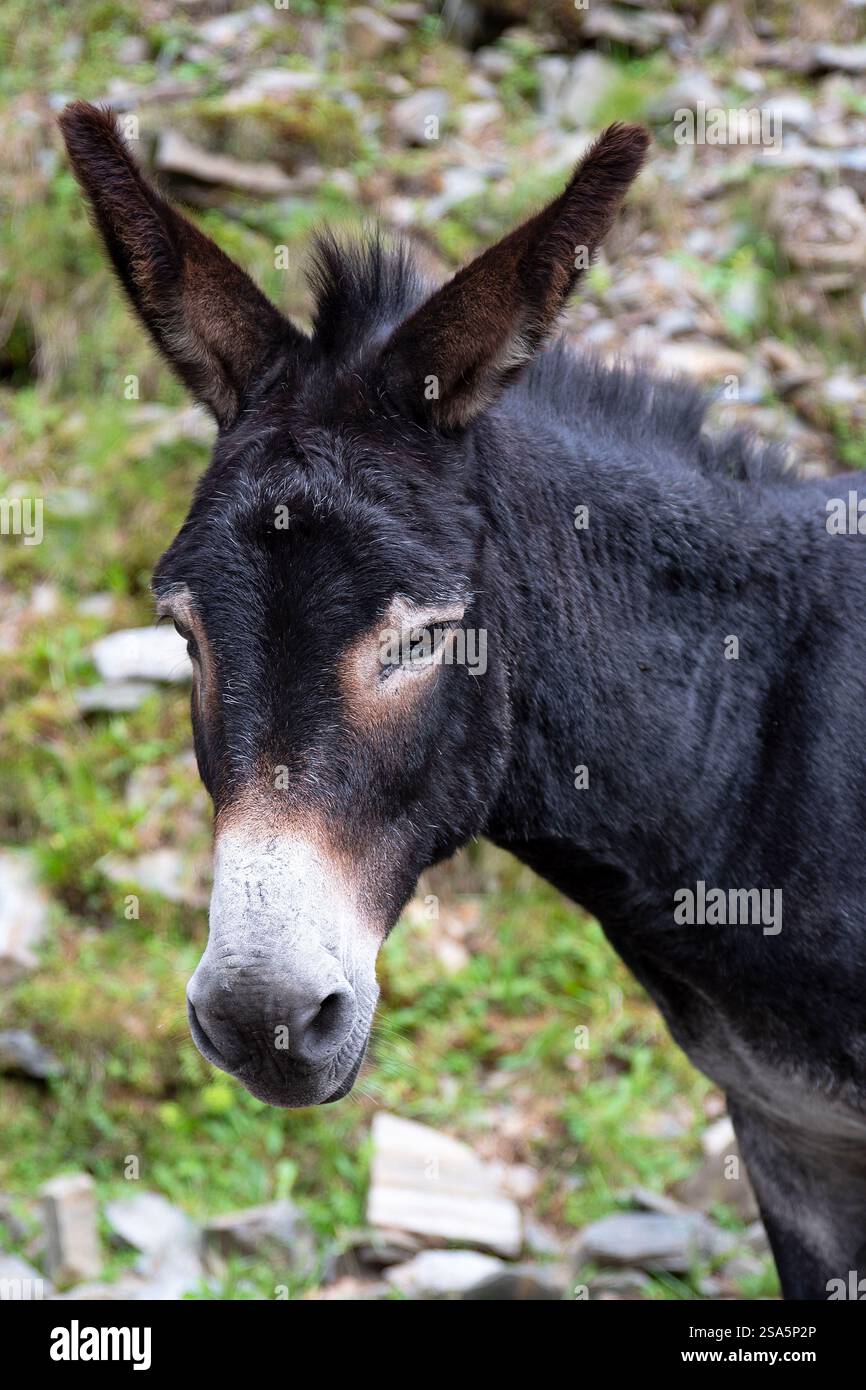Ânes errant gratuitement sur un sentier de randonnée en montagne Banque D'Images