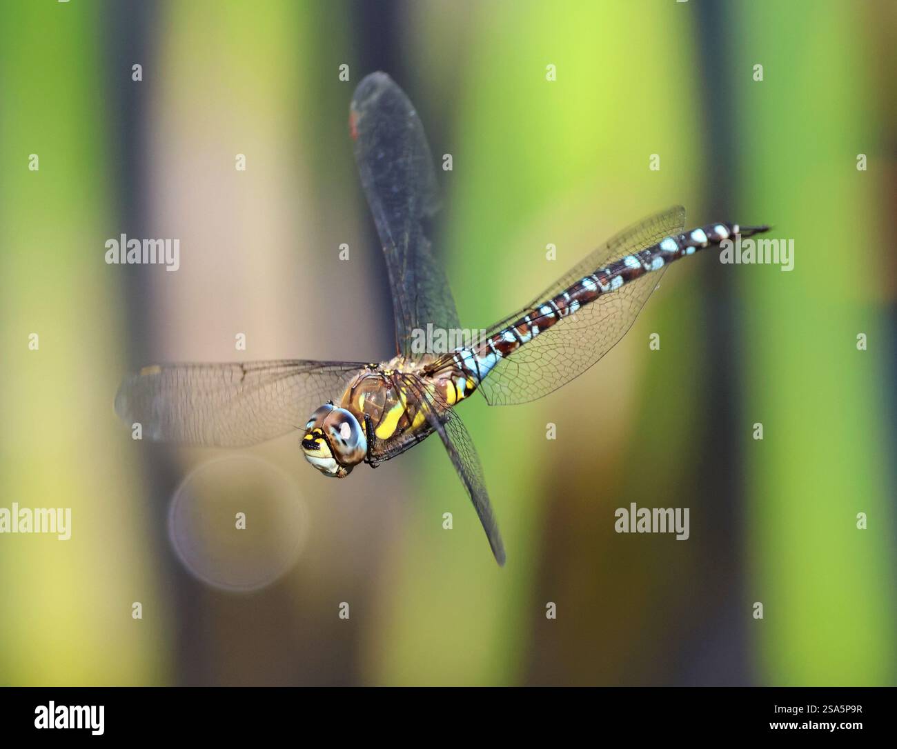 Un migrant Hawker Dragonfly (Aeshna mixta) en vol à Combe Hill réserve naturelle Gloucestershire UK Banque D'Images