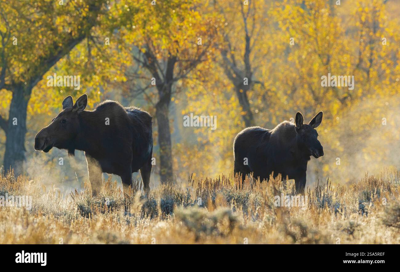Shiras Moose vache avec son veau dans la lumière d'automne, USA. Wyoming Banque D'Images Shiras Moose vache avec son veau dans la lumière d'automne, USA. Wyoming Banque D'Images