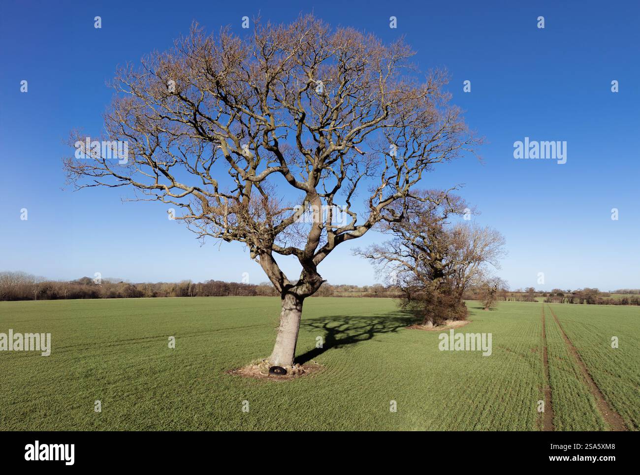 Une photo prise par drone d'un petit groupe d'arbres sur des terres arables dans le nord du Norfolk, au Royaume-Uni Banque D'Images