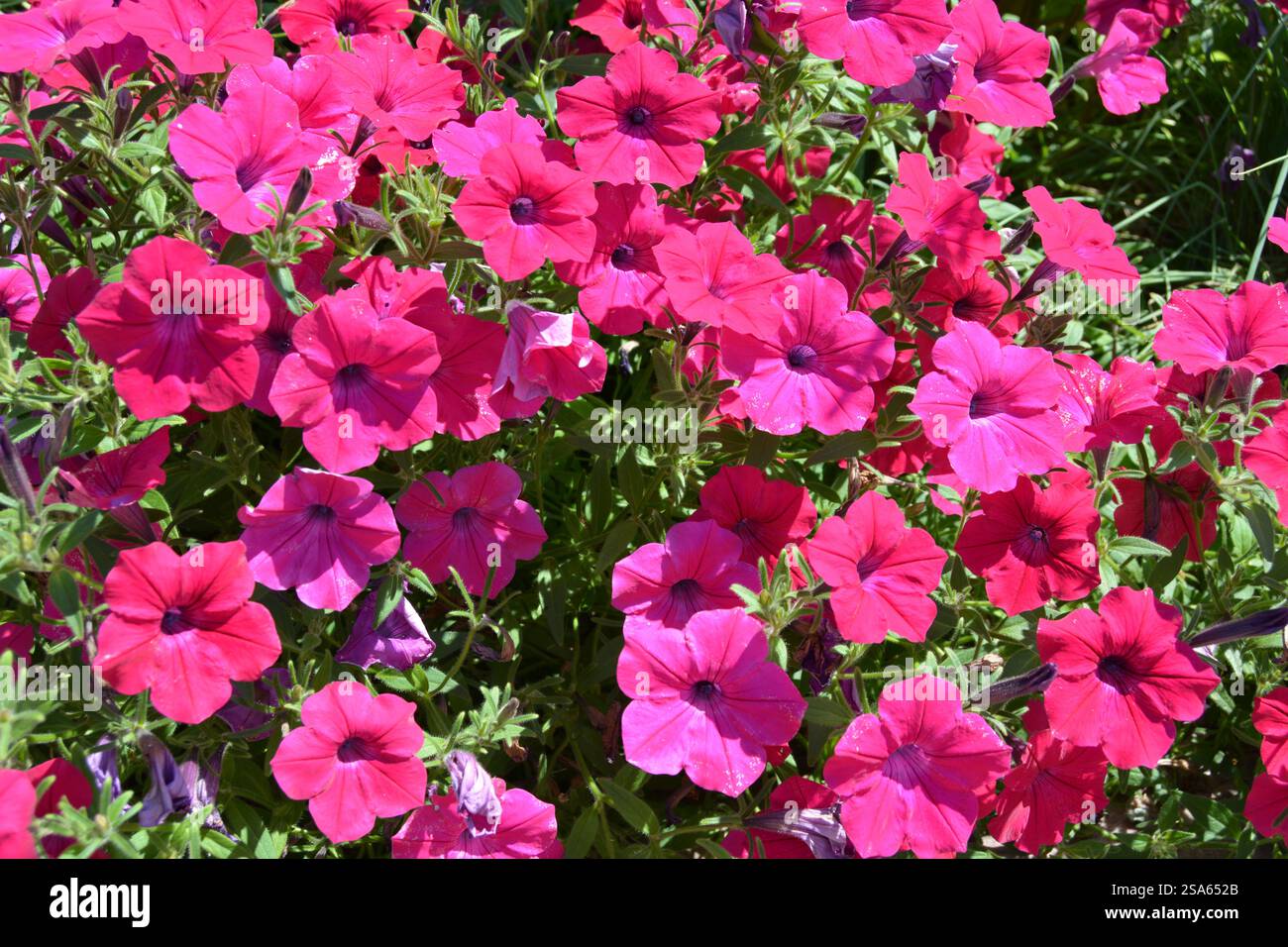 Pétunia rose Banque D'Images