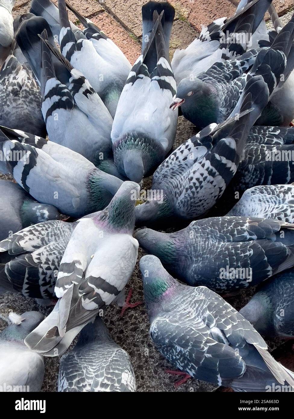 Pigeons nourrissant Frenzy Banque D'Images