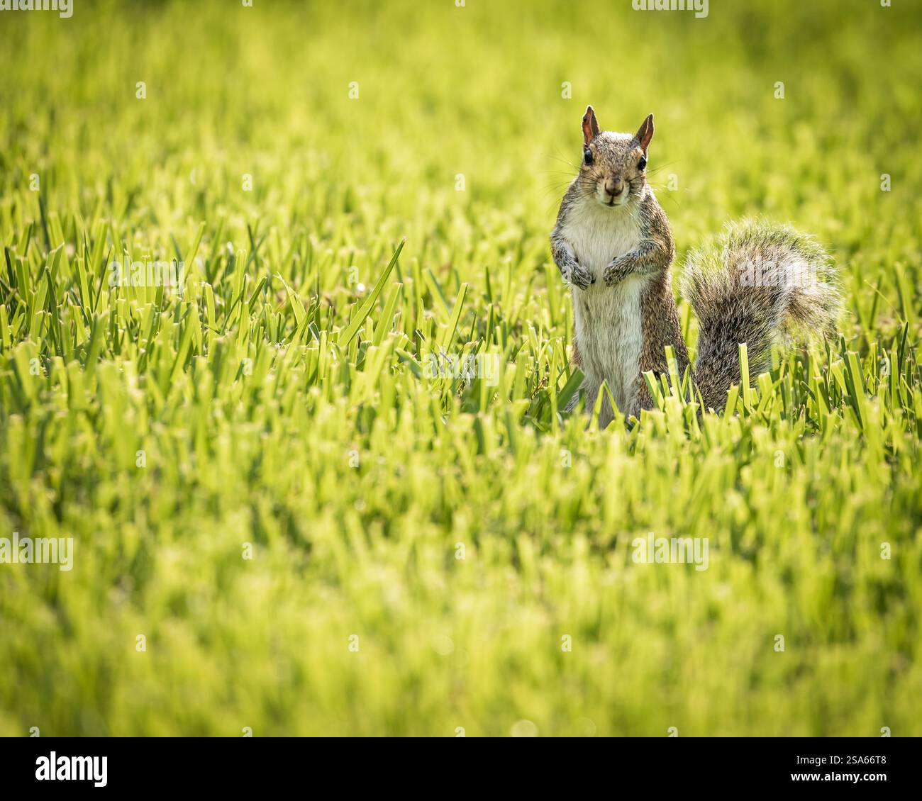 Écureuil assis dans de hautes herbes. Banque D'Images