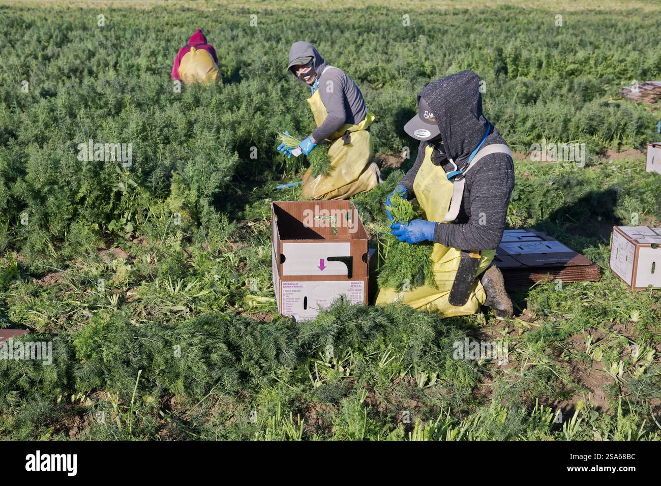 L'équipe de terrain récolte l'herbe aromatique annuelle d'aneth biologique 'Anethum graveolens' dans la famille du persil, Californie. Banque D'Images