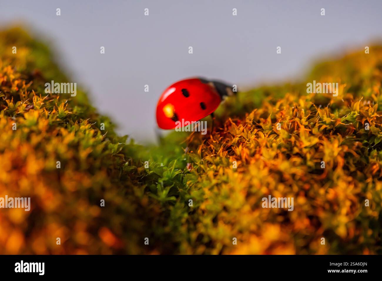 Une coccinelle rouge est sur une tache de mousse. La coccinelle est entourée de fleurs orange et jaunes Banque D'Images