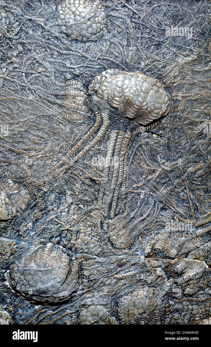 Fossiles de crinoïdes de la période Mississippienne, anciens échinodermes marins. Banque D'Images