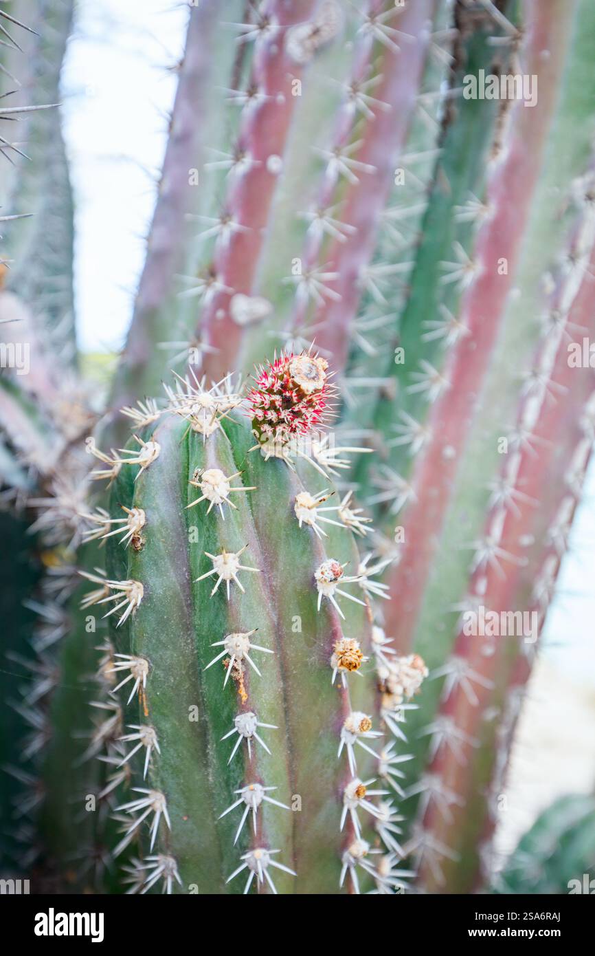 Gros plan de la texture du cactus Banque D'Images