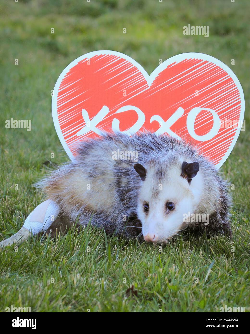 Opossum Love Whispers : un charmant opossum étendu sur l'herbe derrière un grand cœur rouge avec « XOXO », parfait pour les thèmes de la faune et de la Saint-Valentin. Banque D'Images