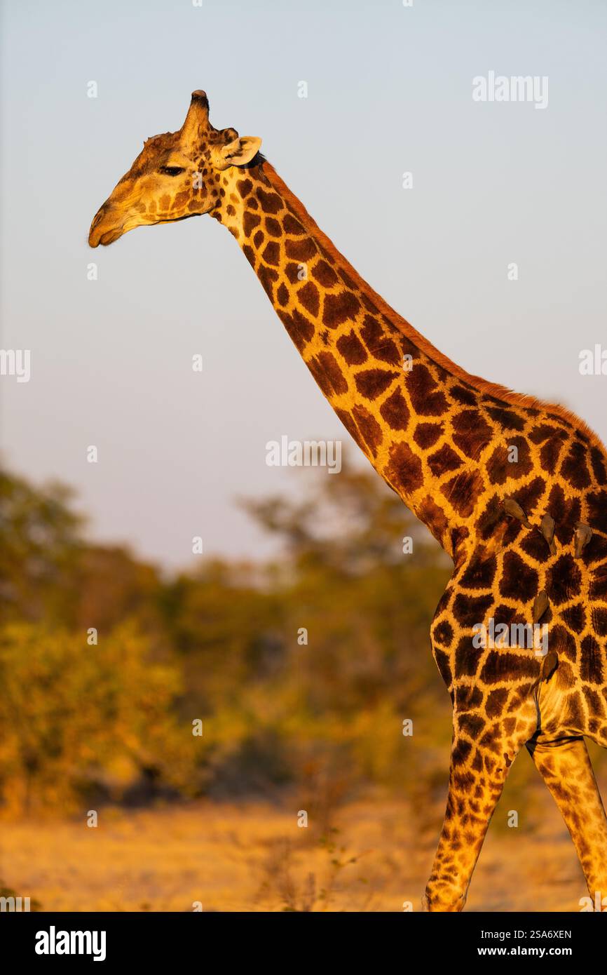 Un profil latéral détaillé du cou et de la tête d'une girafe illuminé par la lumière dorée du soleil, mettant en valeur son motif tacheté distinctif sur un naturel doux Banque D'Images
