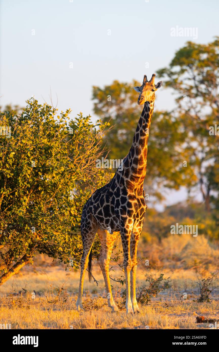 Une girafe solitaire se dresse haute dans la lueur dorée du coucher du soleil, entourée d'une végétation clairsemée et d'une savane ouverte dans son habitat africain naturel. Banque D'Images